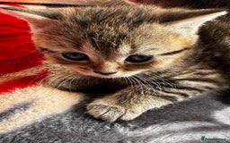 British Shorthair cats for sale: Cutest Tabby British Short Haired Kittens  - Image 12