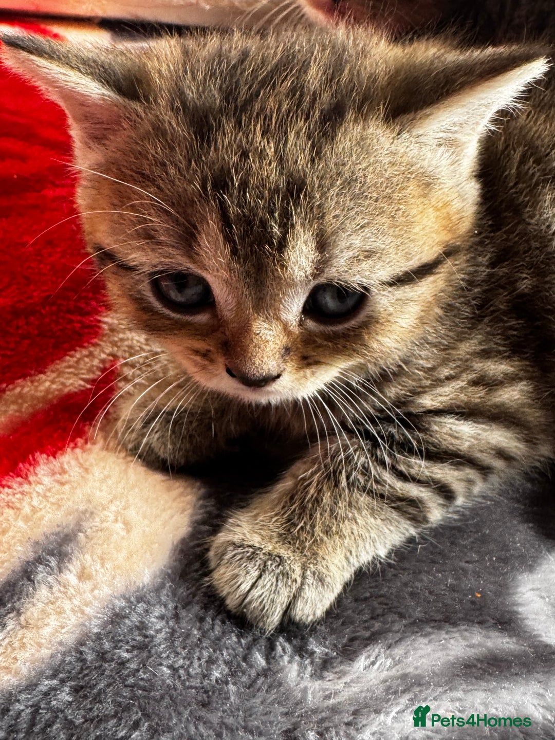 British Shorthair cats for sale: Cutest Tabby British Short Haired Kittens  - Image 12