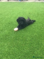 Cockapoo dogs - Advert 1