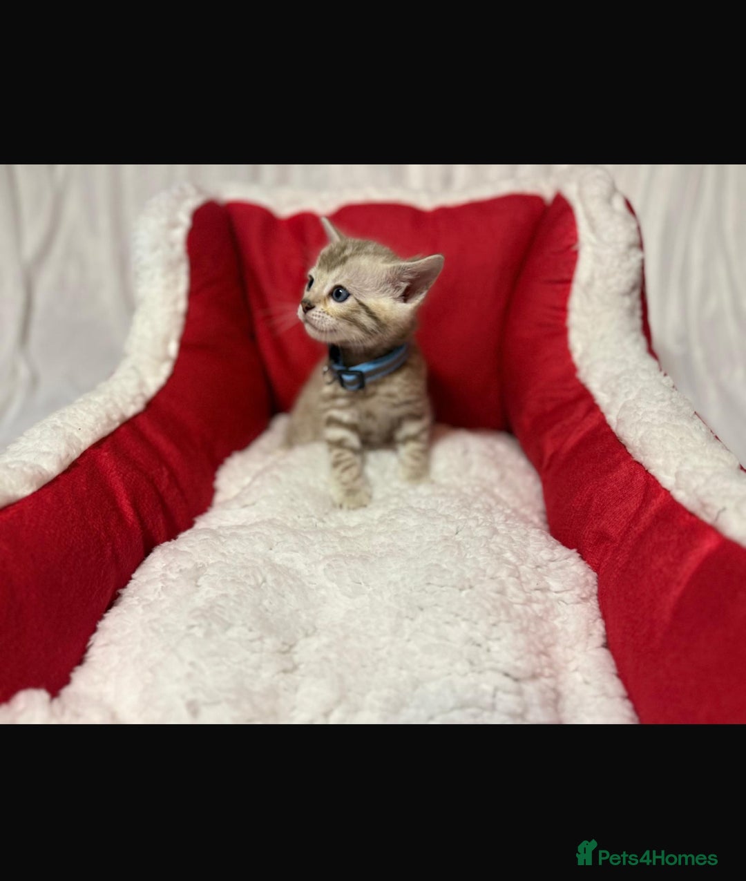 Bengal cats for sale: 🐆Bella's Bengals🐆 - Advert 32