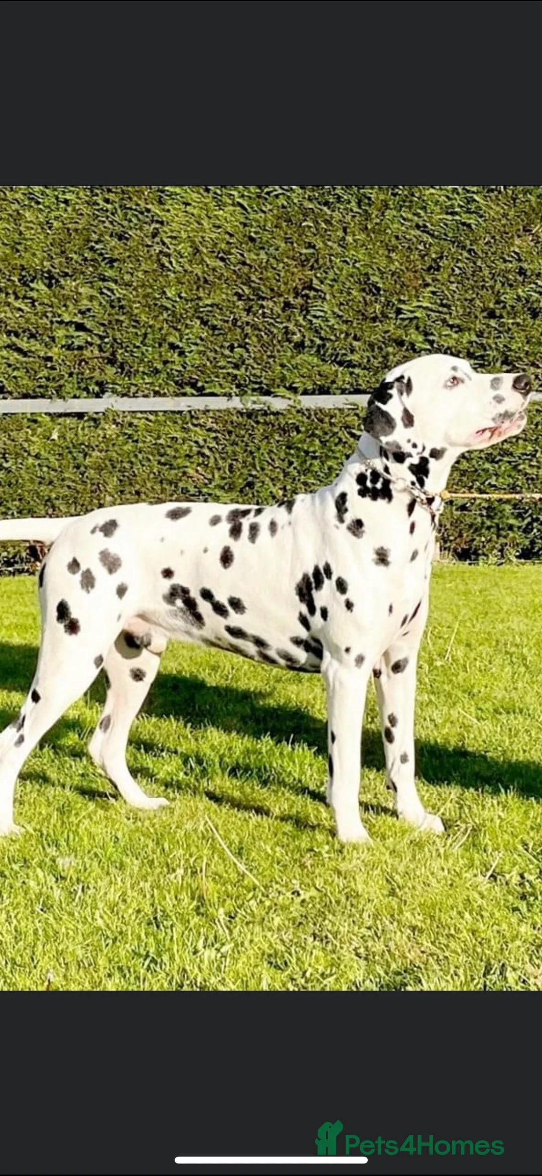 Dalmatian dogs for sale: Outstanding champion bred Kc Reg Dalmation puppys - Advert 2