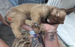 Mixed Breed dogs for sale: Border collie x German shepherd puppies - Image 8