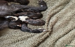 Lurcher dogs for sale: lurcher pups - Advert 20