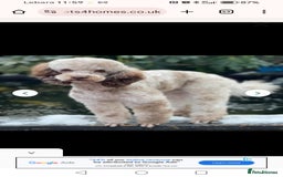 Cockapoo dogs for sale: 7 cockerpoos puppy's for sale - Image 3