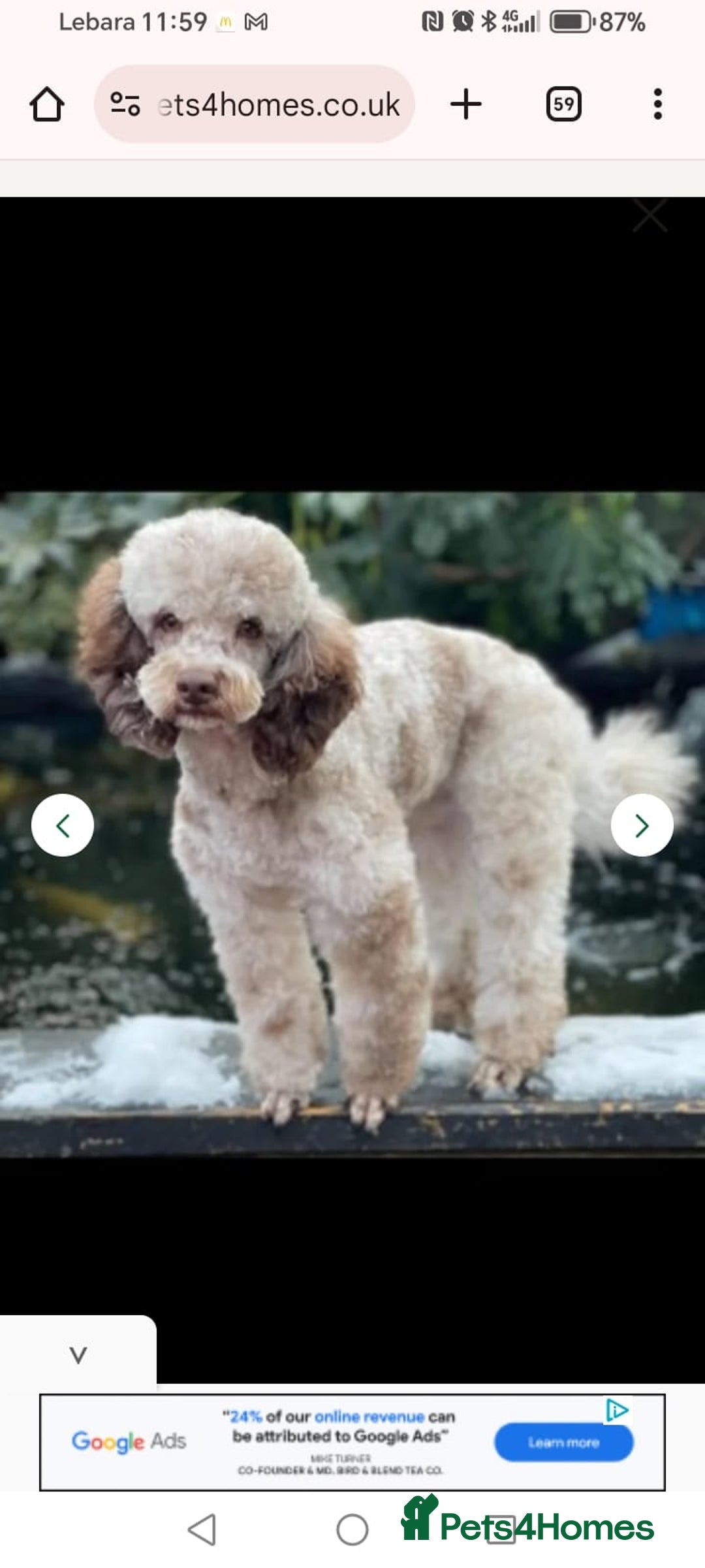Cockapoo dogs for sale: 7 cockerpoos puppy's for sale - Image 3