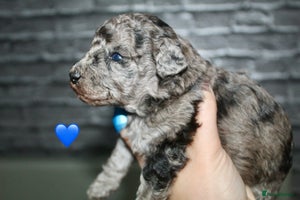 Cockapoo dogs - Advert 1