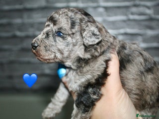 Cockapoo dogs - Advert 20