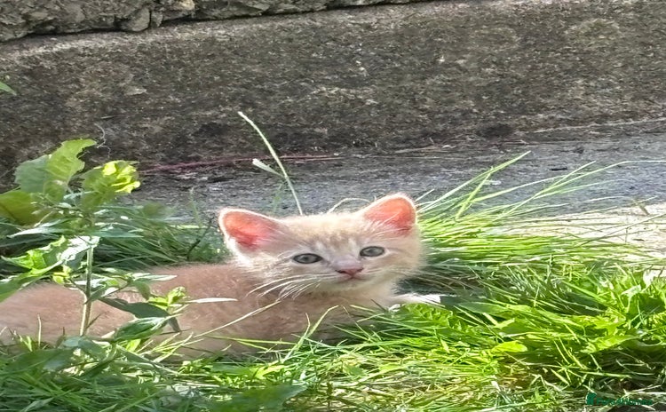 Turkish Angora cats - Advert 1