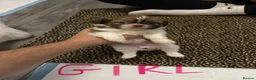 Shih Tzu dogs for sale: Shih tzu puppies for sale in Sheerness - Advert 8