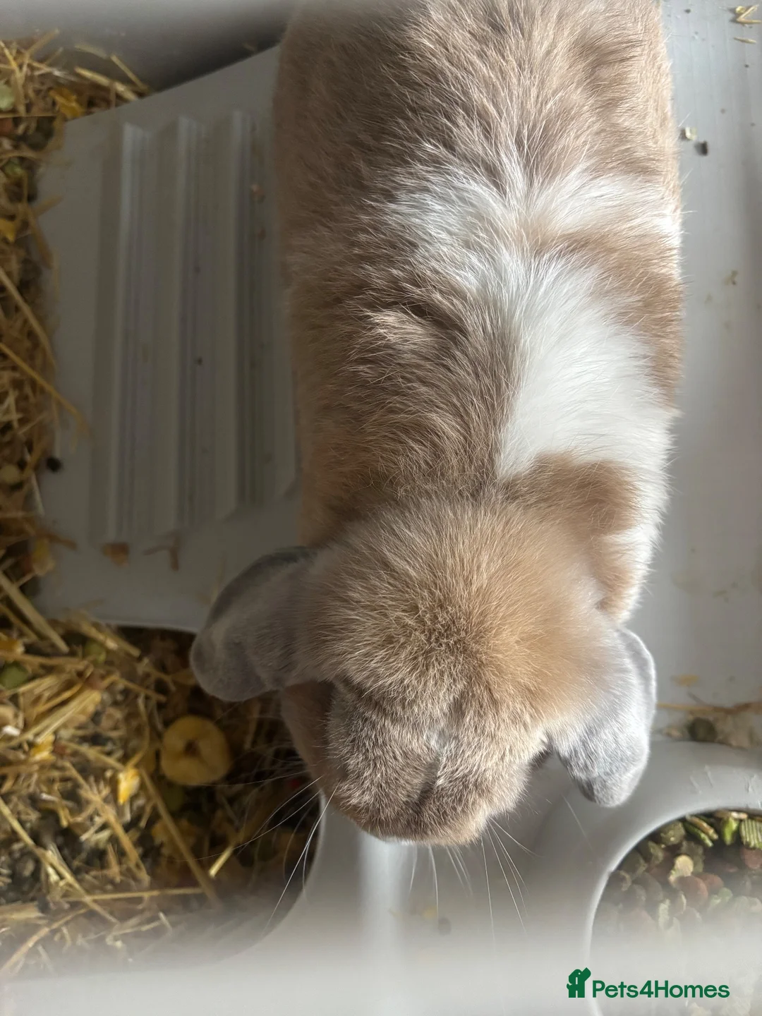 Alaska rabbits for sale: rabbit in Halifax - Advert 3