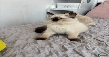 Ragdoll cats - Advert 5