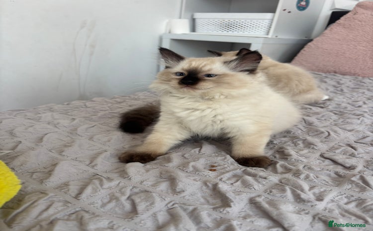 Ragdoll cats - Advert 4