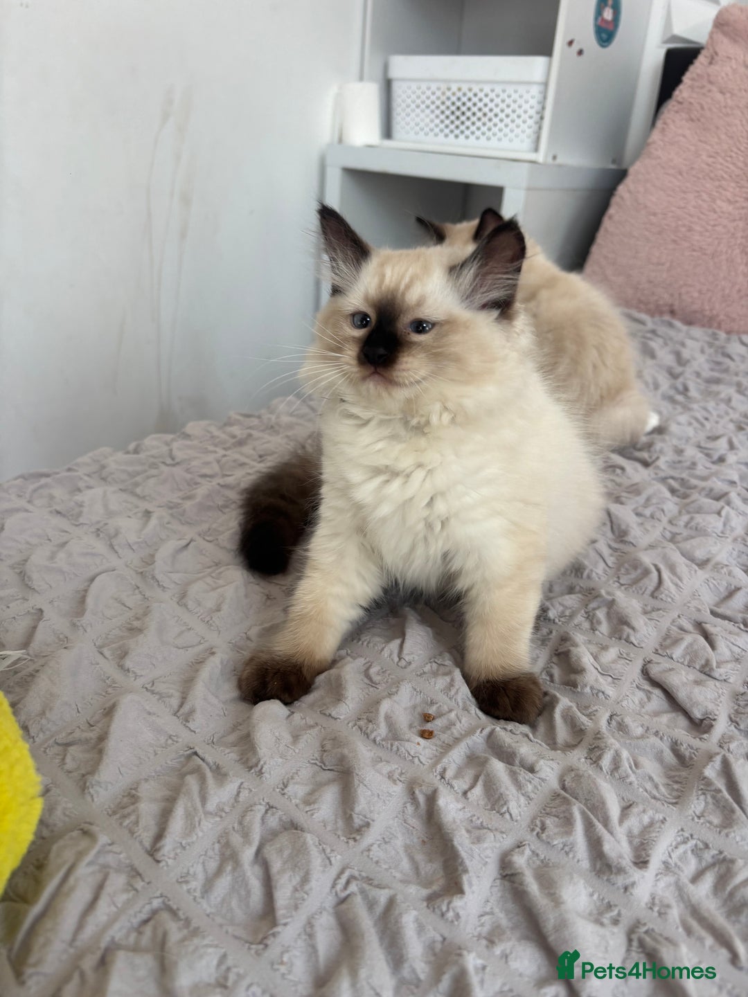 Ragdoll cats for sale: Ragdoll kittens - Image 3