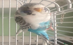 Budgerigars birds for sale: Snowy. Female Budgie. With cage. 5 years old.  - Image 10