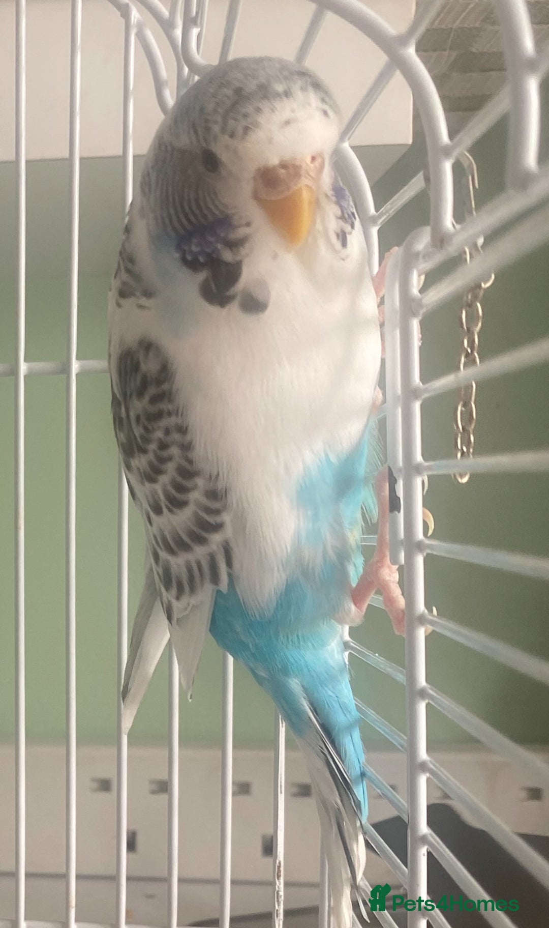 Budgerigars birds for sale: Snowy. Female Budgie. With cage. 5 years old.  - Image 10