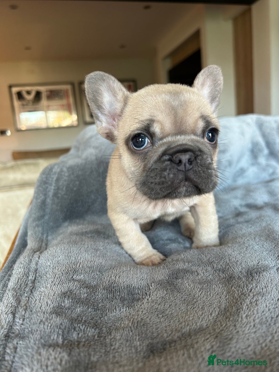 French Bulldog dogs for sale: Frenchies ⭐️ ready 24/12/2025 - Advert 11