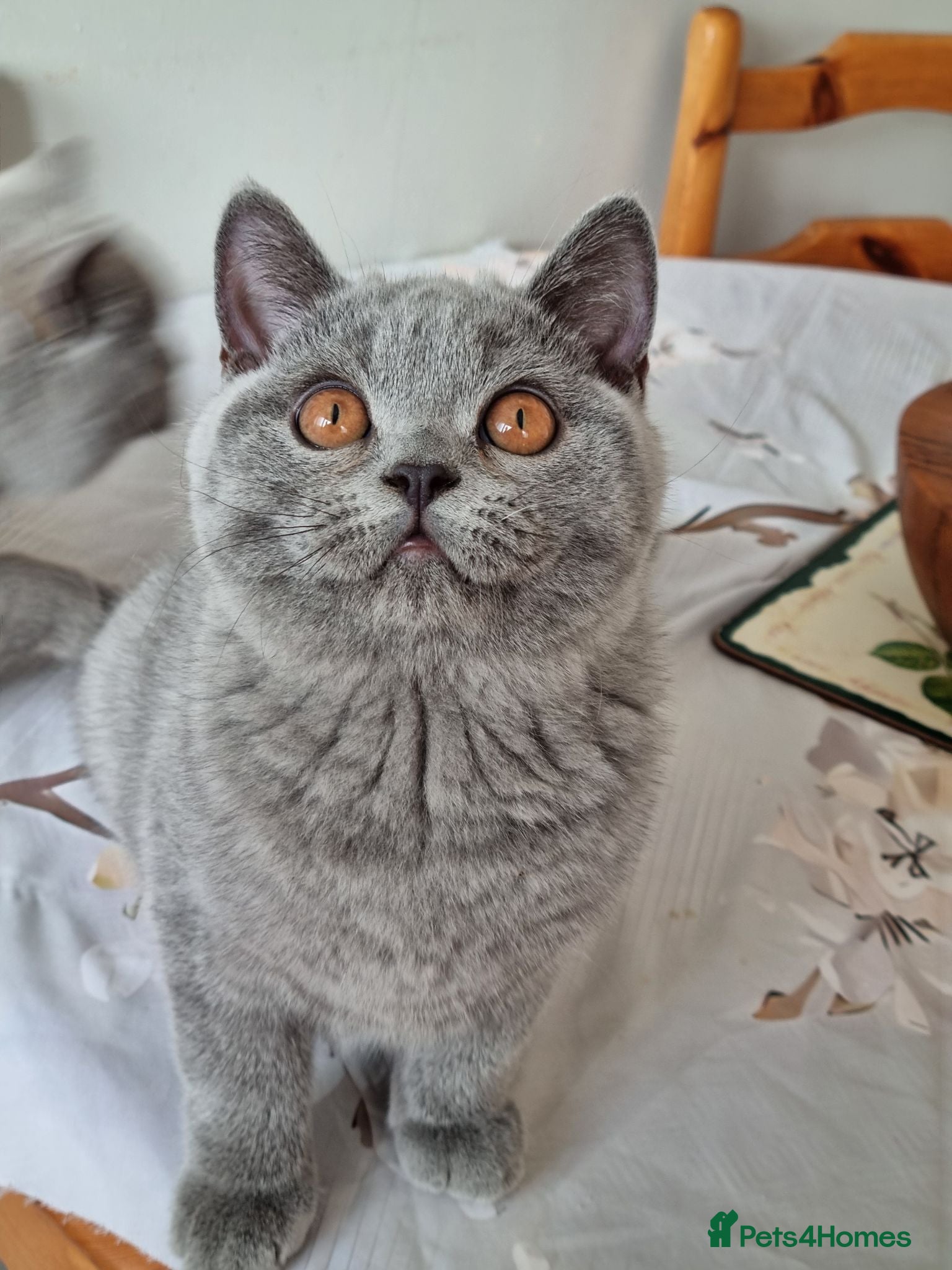 British Shorthair cats Amazing blue British Shorthair boy.  - Advert 4