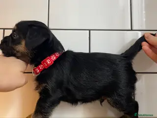 Border Terrier dogs Only 2 Left - Gorgeous Border Terrier Boys - Advert 8