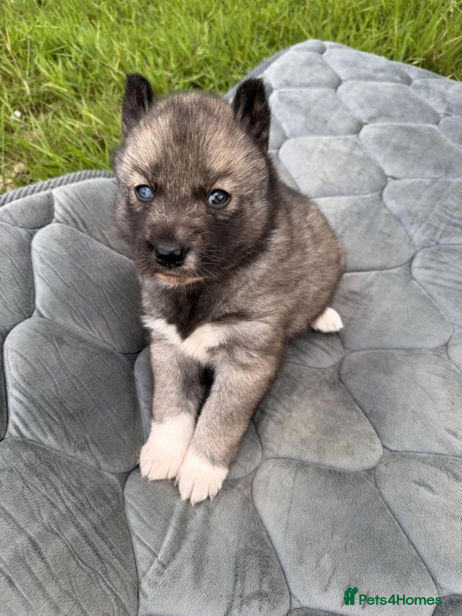 Siberian Husky dogs Gorgeous Siberian Husly puppies  - Advert 2