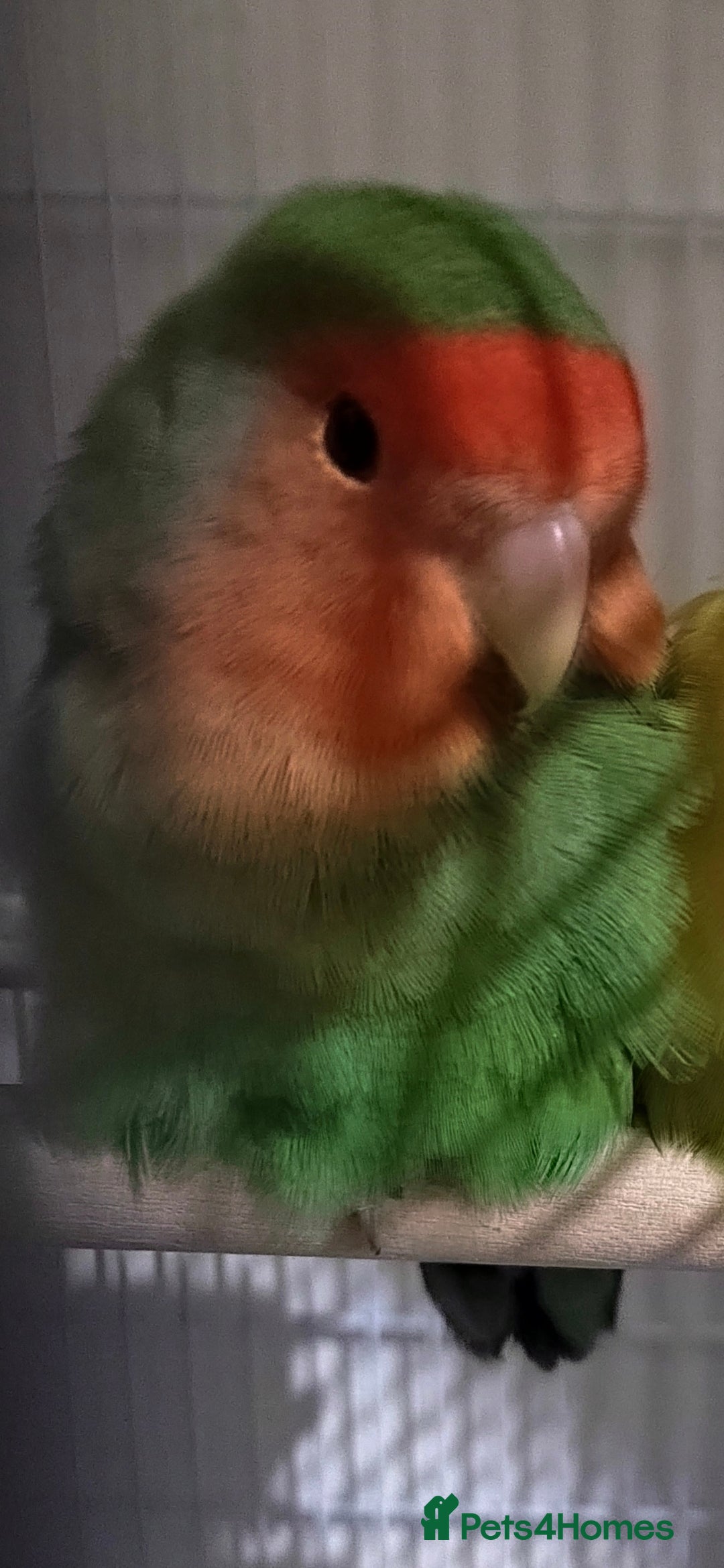 Lovebirds birds for sale: Gorgeous Cute Pair of lovebirds  - Advert 4