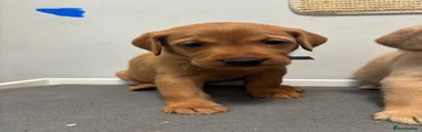 Labrador Retriever 3