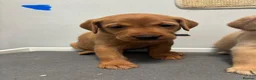 Labrador Retriever dogs for sale: 10 adorable fox red Labrador puppies  - Advert 37