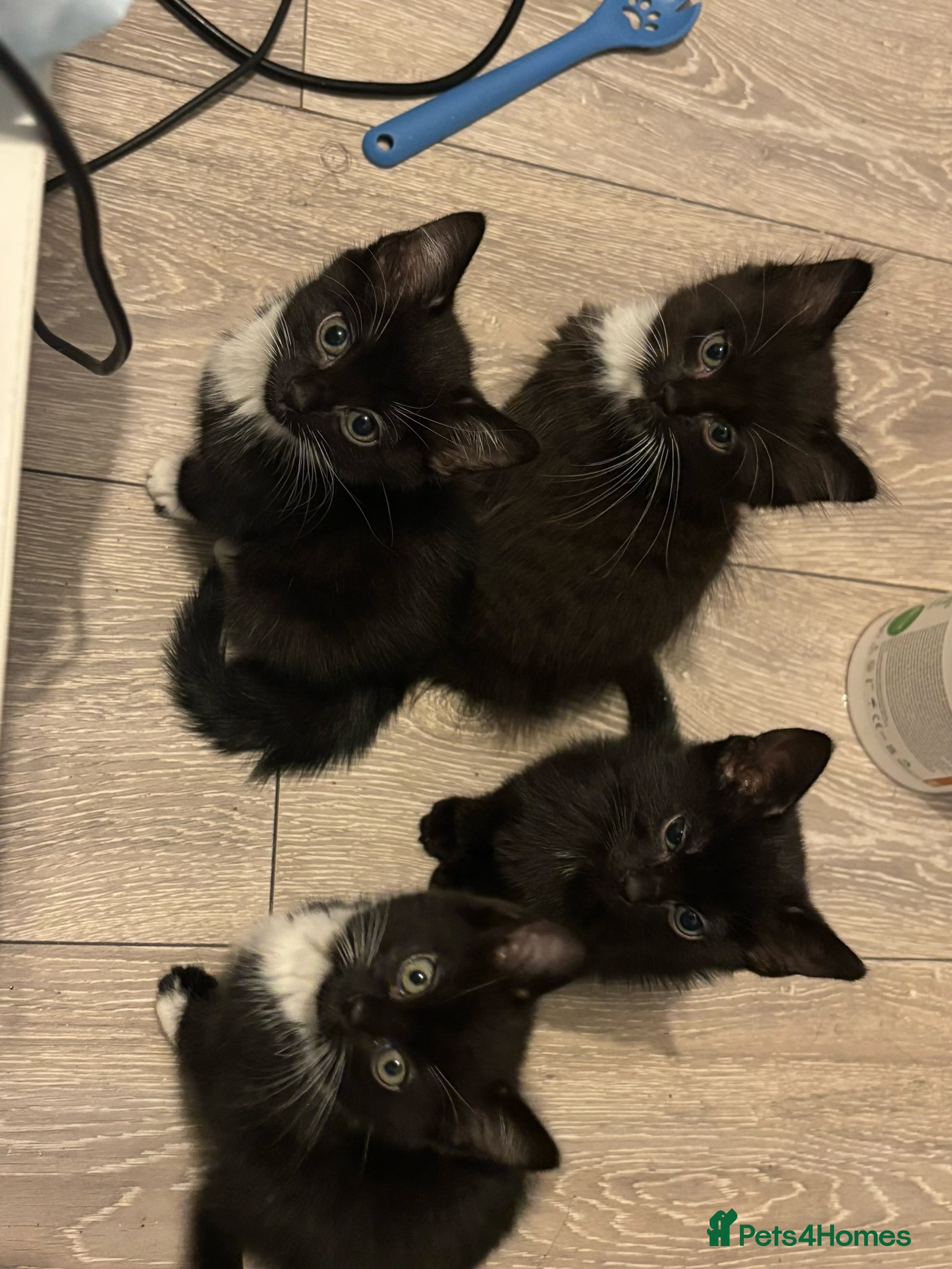 Mixed Breed cats Kitten For sale - Advert 1