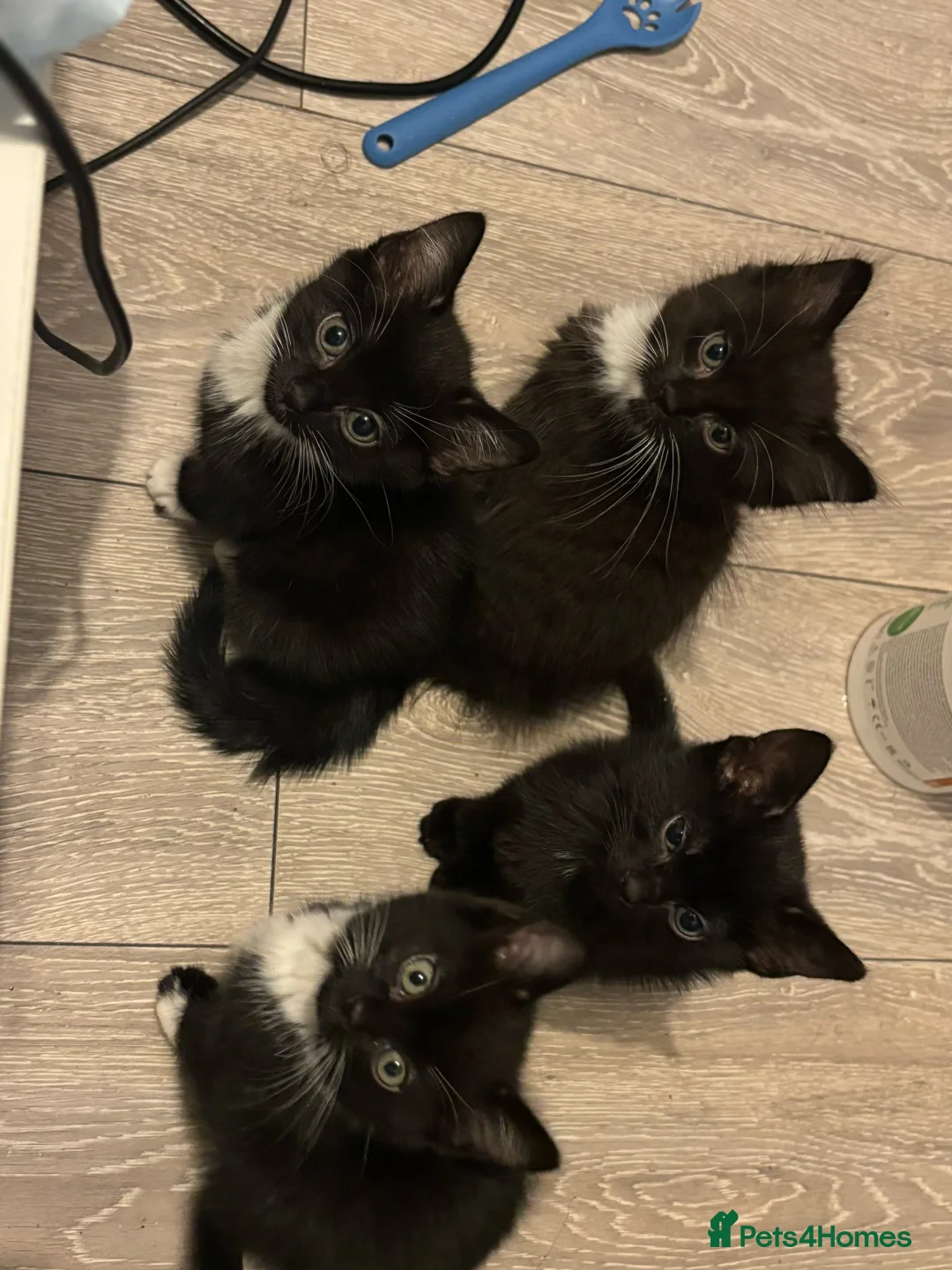 Mixed Breed cats for sale: Kitten For sale - Advert 1