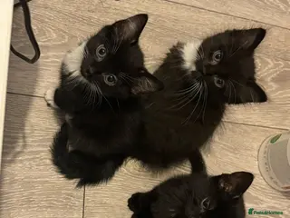 Mixed Breed cats Kitten For sale - Advert 1