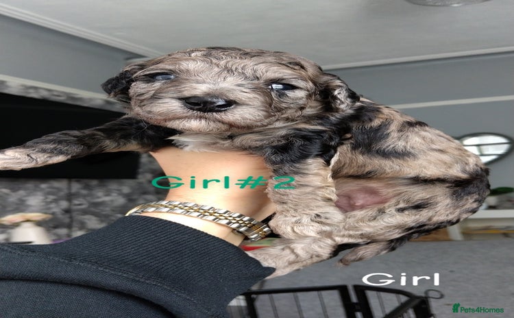 Poochon dogs - Advert 2
