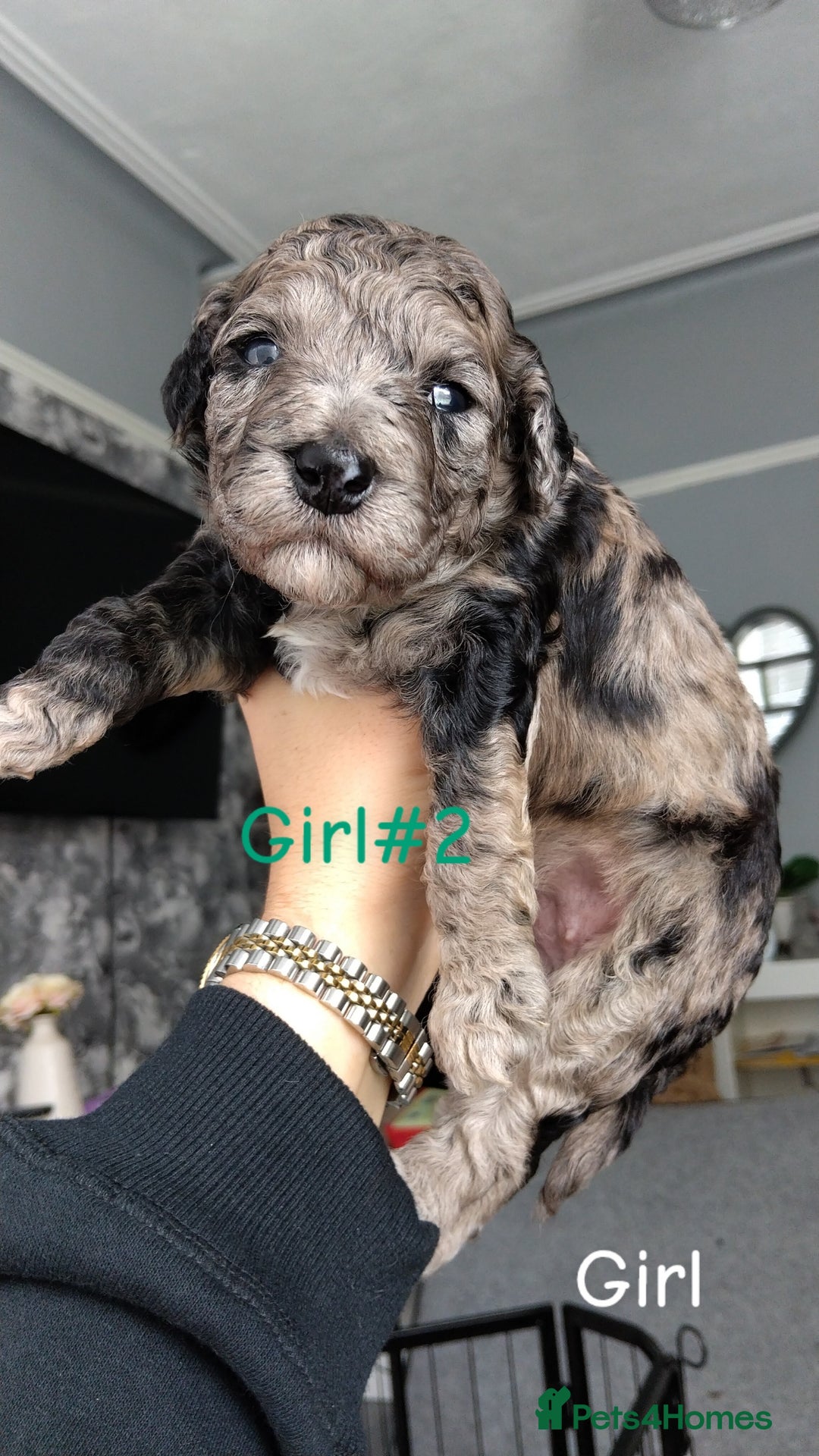 Poochon dogs for sale: Poochons💥 2 Beauties READY TO LEAVE NOW 💥  - Image 3