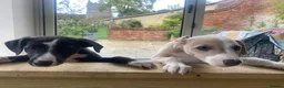 Whippet dogs for sale: KC Registered Pedigree Whippet Puppies for Sale in Salisbury - Advert 18