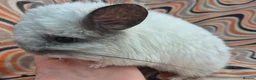 Chinchilla rodents for sale: Variety of chinchillas babys and adults - Advert 12