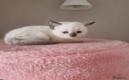 Mixed Breed cats for sale: ALL SOLD Another Litter Available Please Message - Image 28