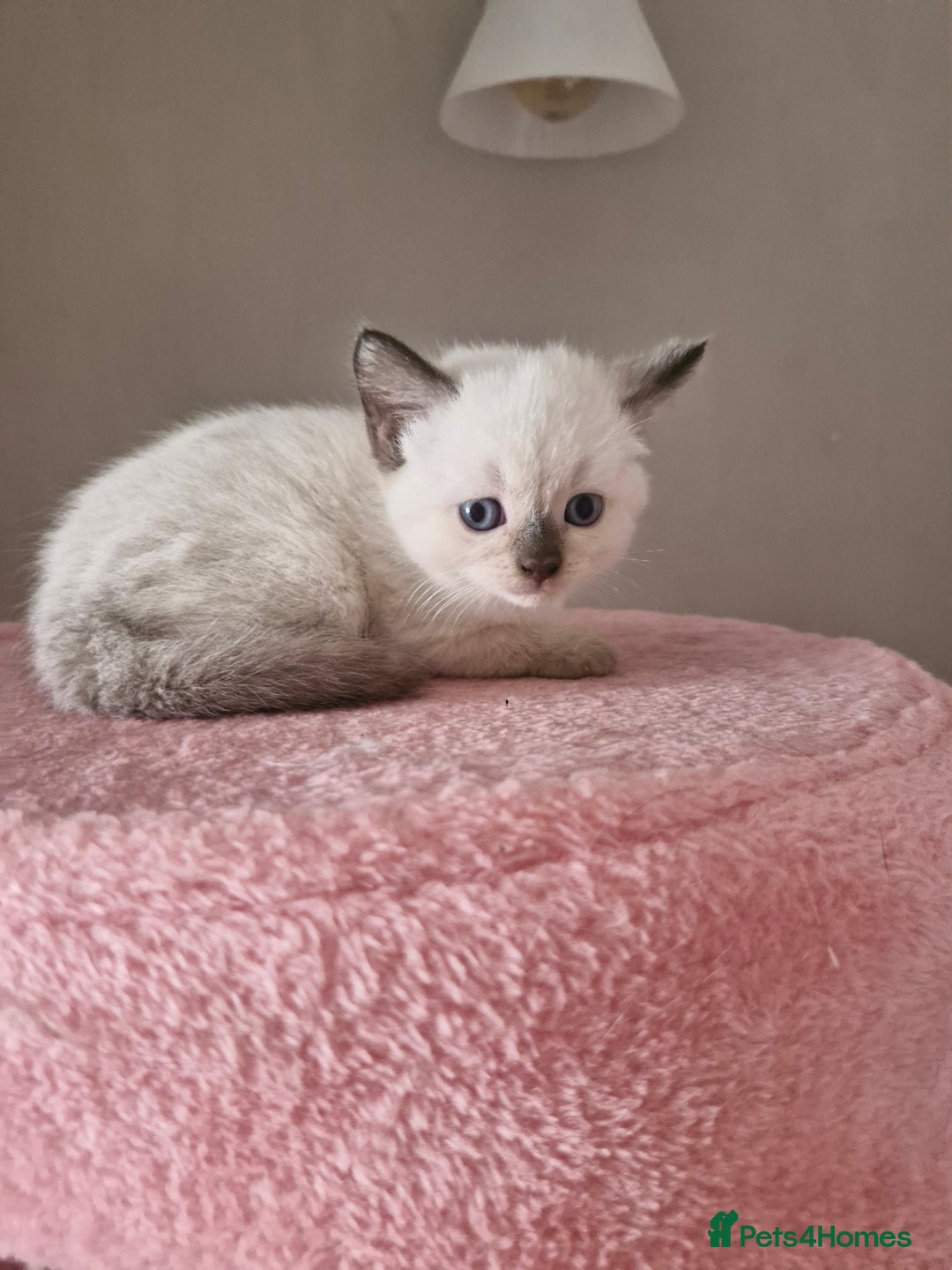 Mixed Breed cats for sale: ALL SOLD Another Litter Available Please Message - Image 28
