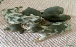 Dachshund dogs for sale: ‼️ miniature blue and tan boy‼️ - Image 4