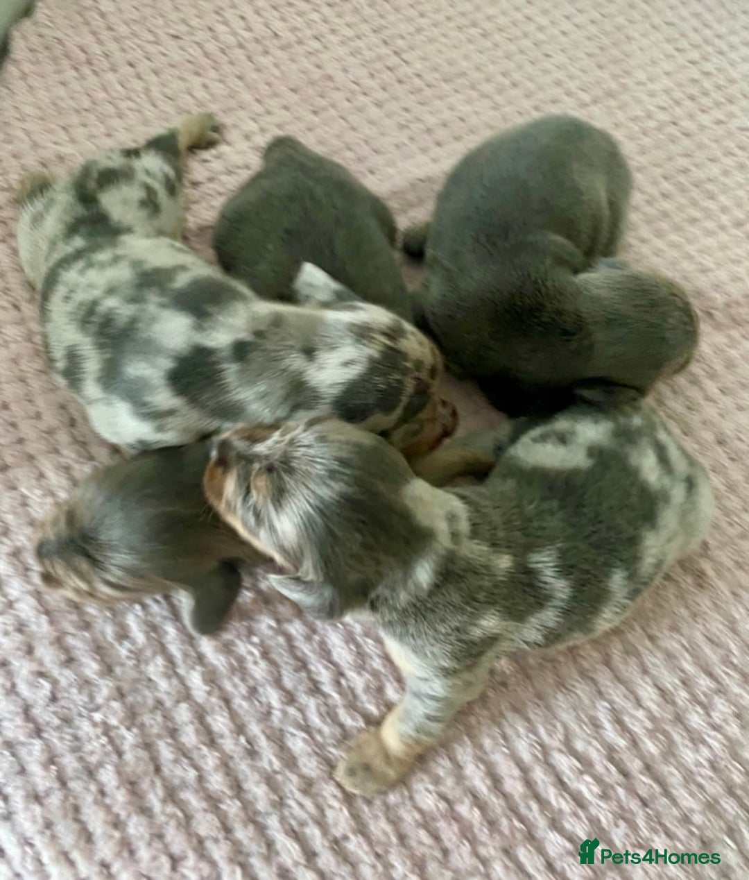 Dachshund dogs for sale: ‼️ miniature blue and tan boy‼️ - Image 4