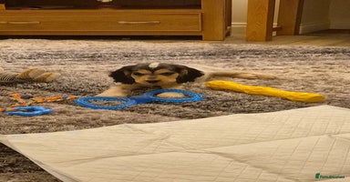 Cocker Spaniel dogs Reduced**** Ready Now Cocker Spaniel puppies 🐶  - Advert 14