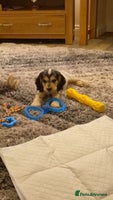 Cocker Spaniel dogs Reduced**** Ready Now Cocker Spaniel puppies 🐶 - Advert 16