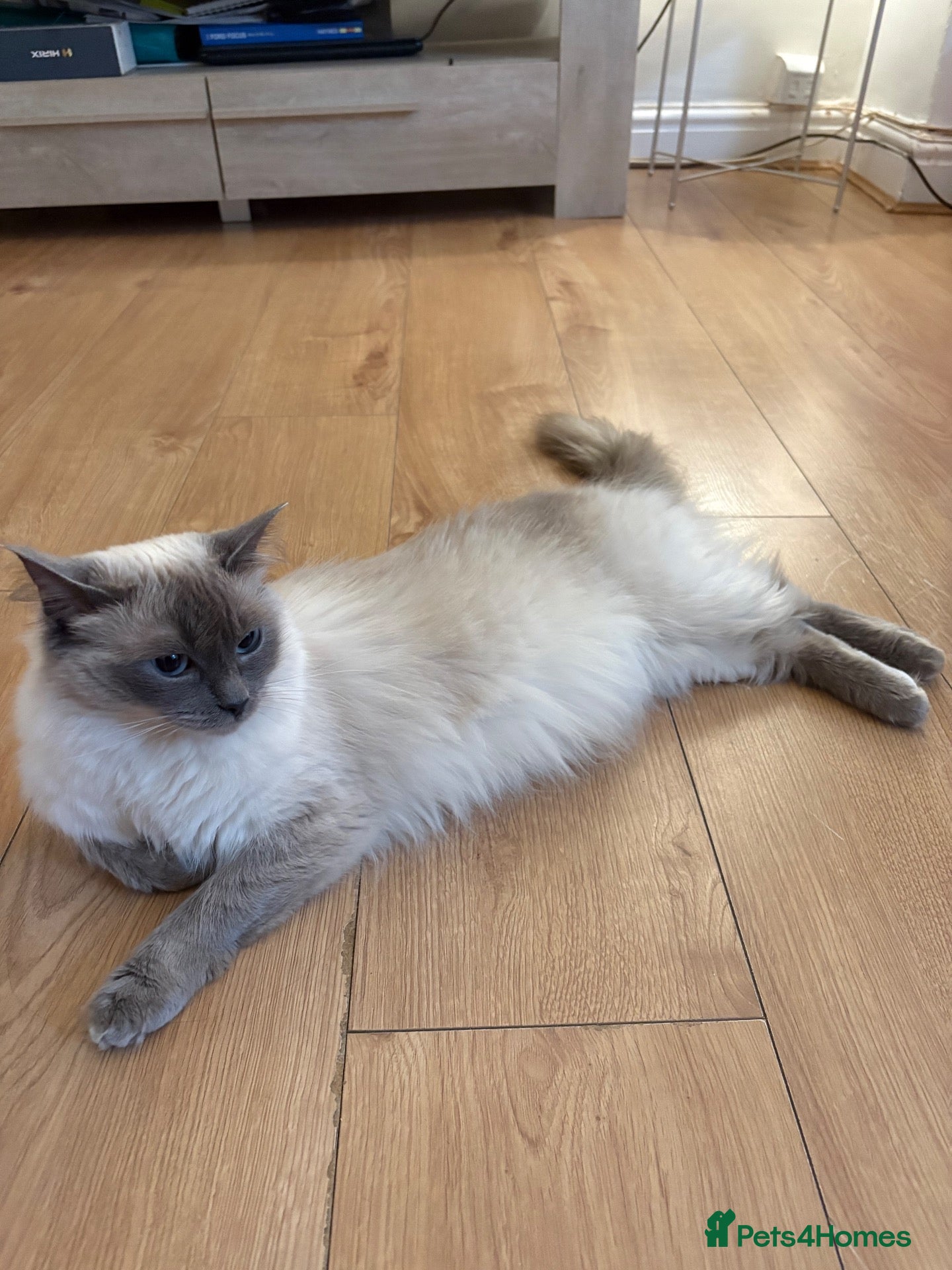 Ragdoll cats Bluepoint Ragdol female  - Advert 5