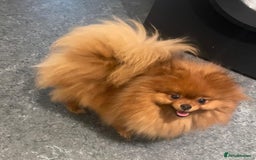 Pomeranian dogs for sale: Beautiful KC teeny quality Pomeranian puppies. - Image 8