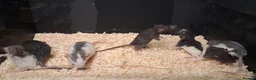 Rat rodents for sale: Baby Dumbo Rat's, various types  - Advert 15