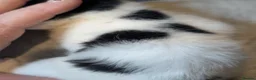 Domestic Shorthair cats for sale: Fluffy Little Mischief Makers Looking for Homes - Advert 12