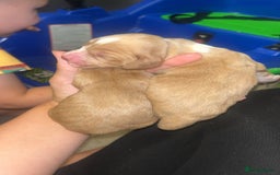 Cocker Spaniel dogs for sale: Cocker spaniel puppies  - Image 6