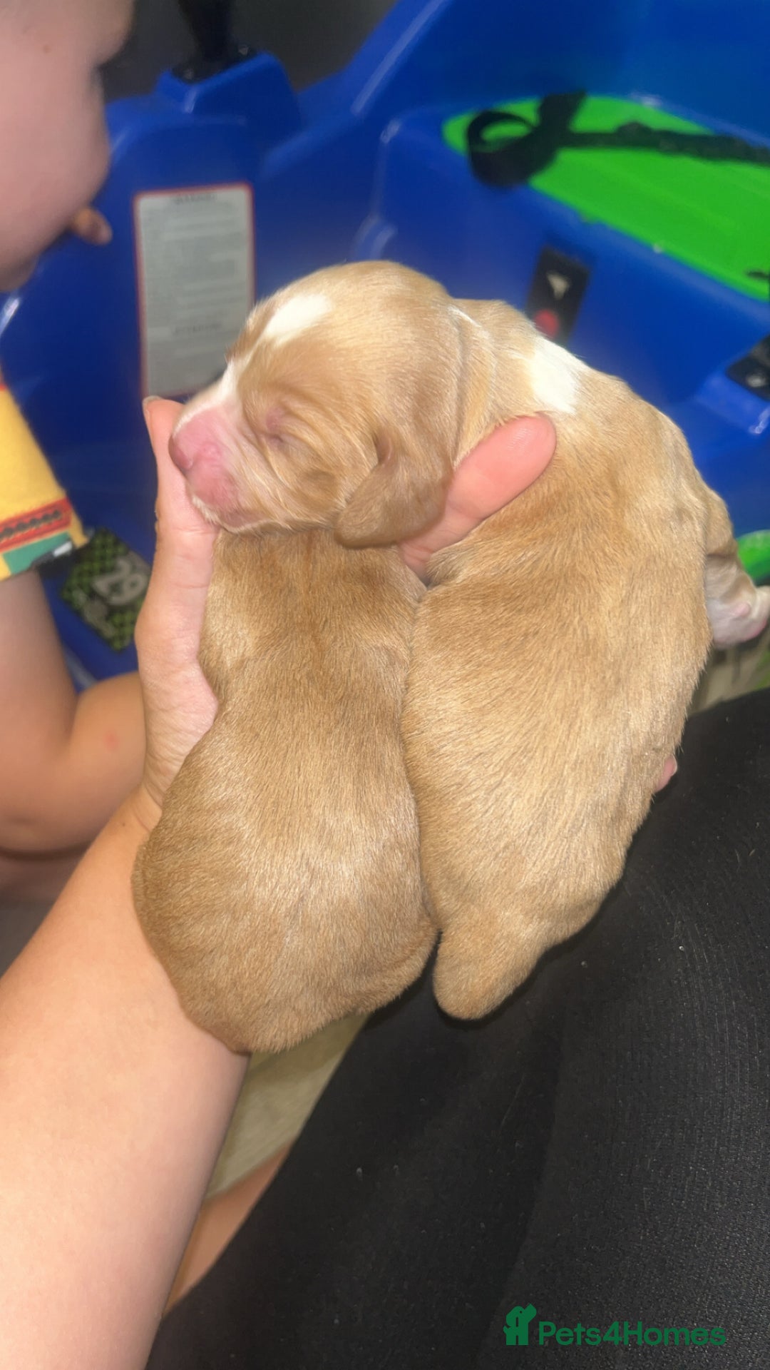 Cocker Spaniel dogs for sale: Cocker spaniel puppies  - Image 6