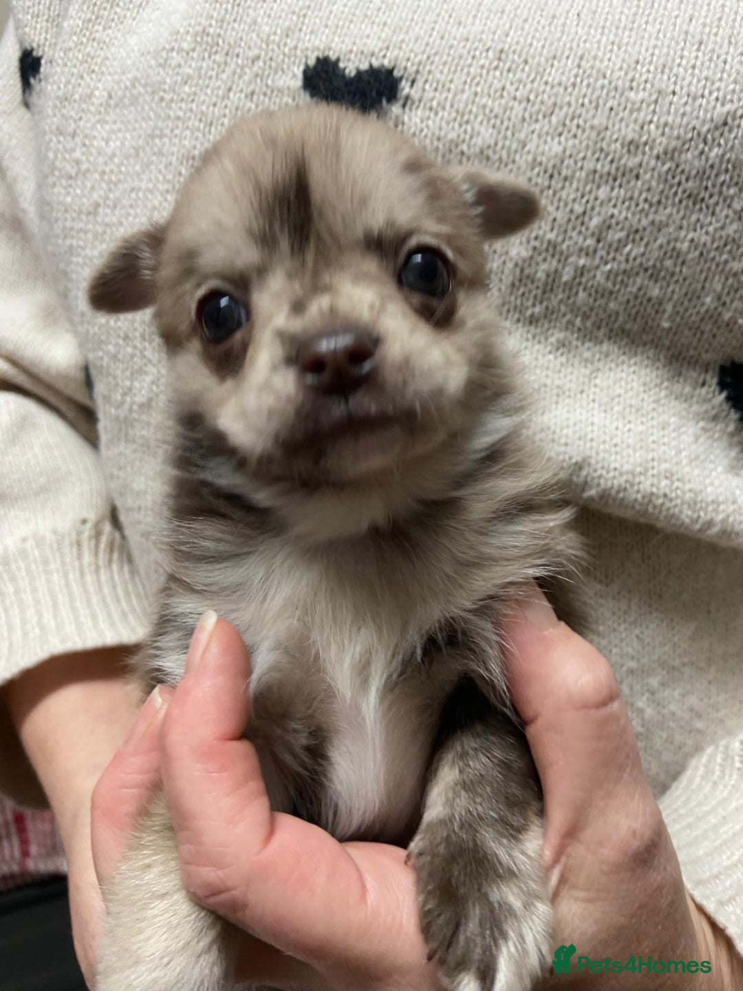 Pomchi dogs for sale: Stunning Pomchi’s - Advert 23