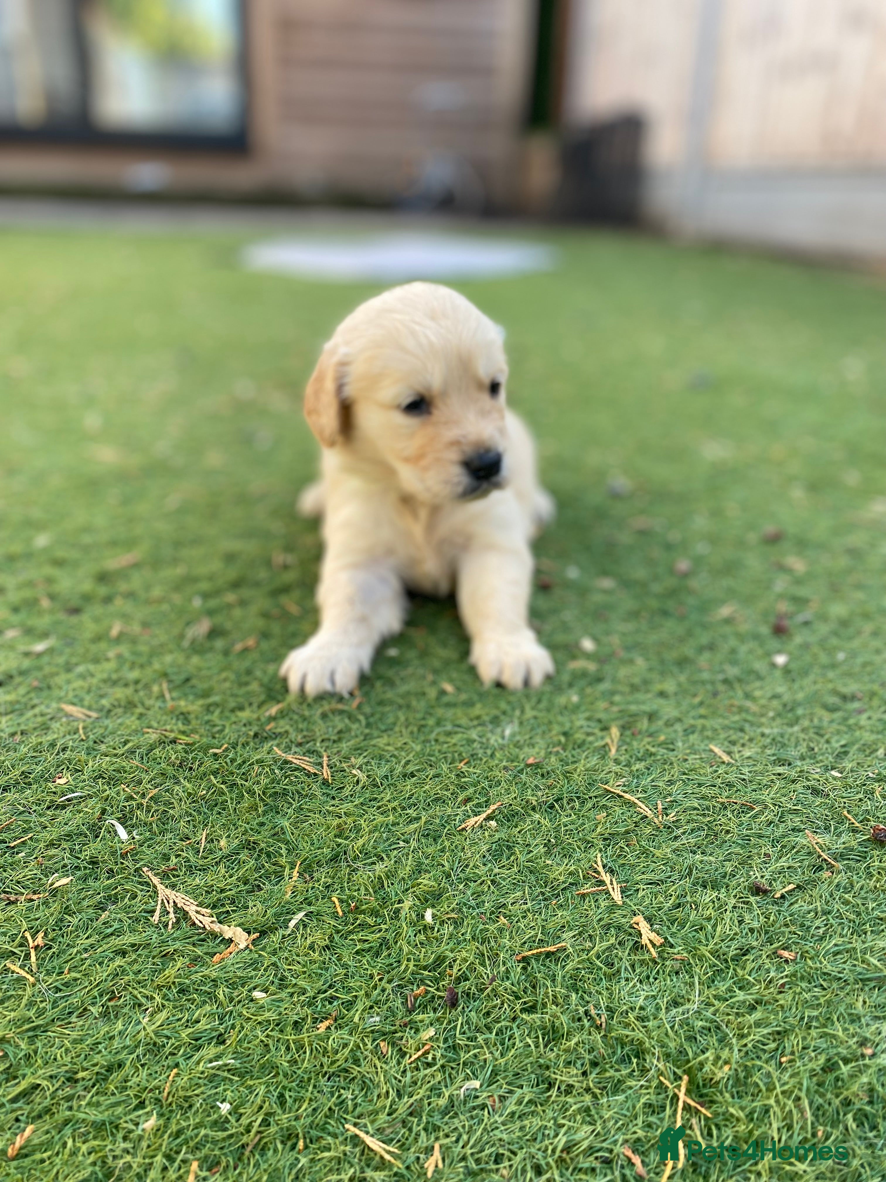 Golden Retriever dogs ⭐ KC Registered Golden Retriever Puppies ⭐️  - Advert 2
