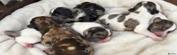 Cocker Spaniel dogs for sale: Working cocker spaniel  - Advert 3