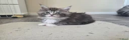 Maine Coon cats for sale: Outstanding Quality Tica shaded line kittens - Advert 30