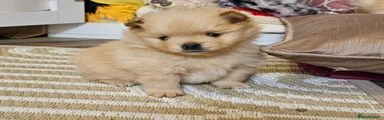 Pomeranian Puppy 4